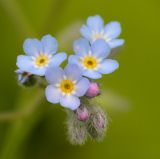 Myosotis arvensis