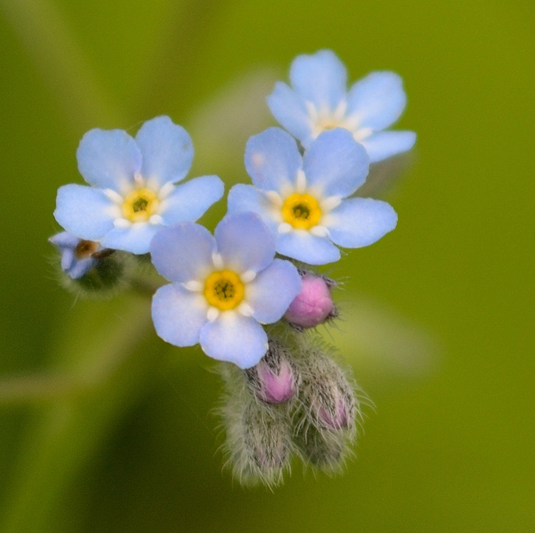 Image of Myosotis arvensis specimen.