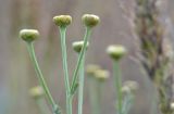 Tanacetum achilleifolium