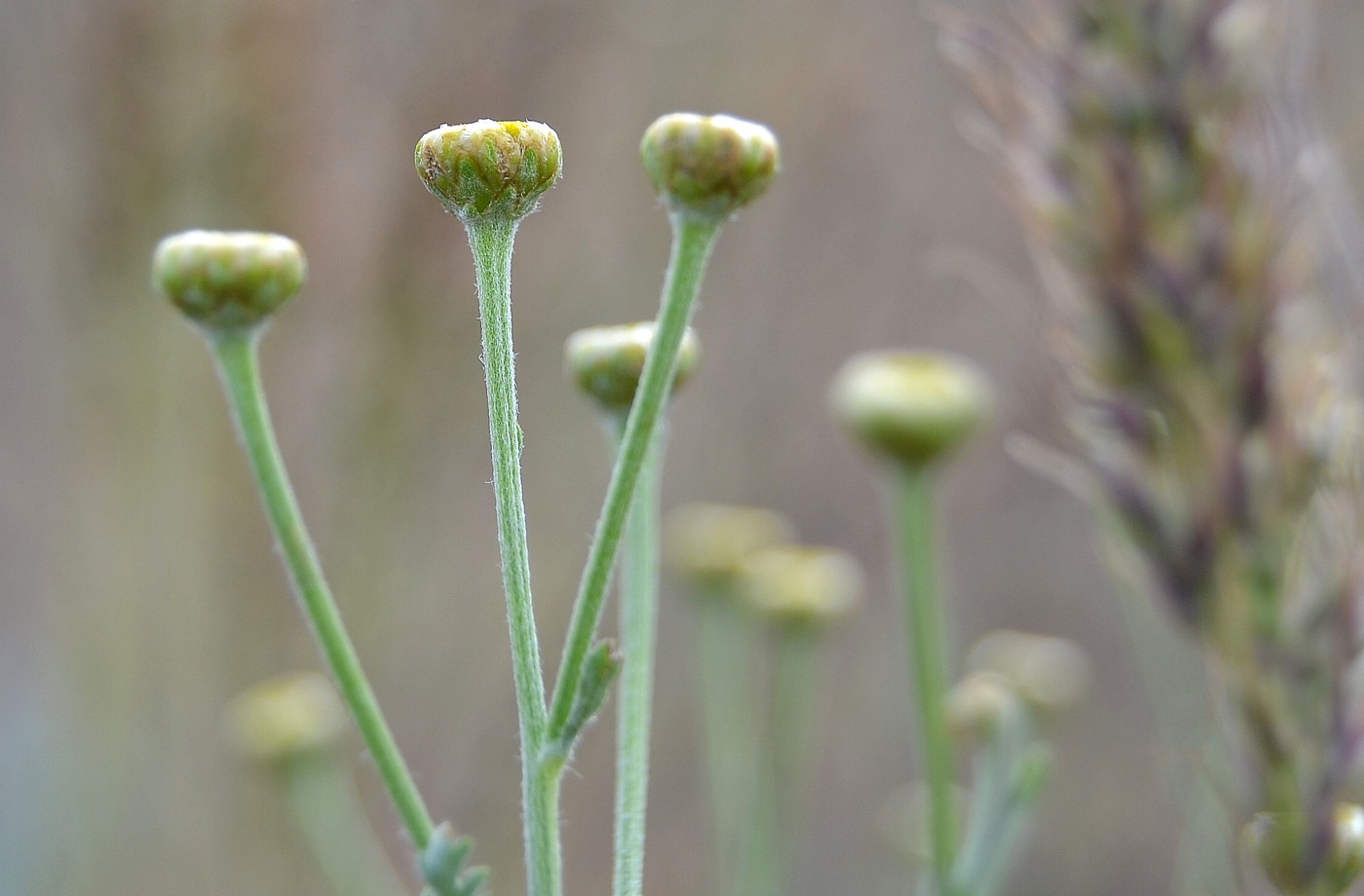 Изображение особи Tanacetum achilleifolium.