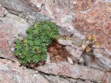 Saxifraga alberti