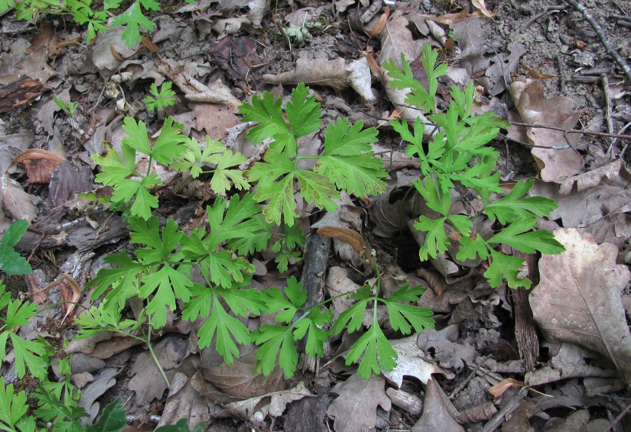 Image of Physospermum cornubiense specimen.