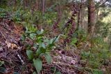 Epipactis atrorubens. Цветущее растение. Южный Урал, Челябинская обл., правый берег р. Ай, залесенный склон скального массива ниже Больших Притесов. 9 июля 2016 г.