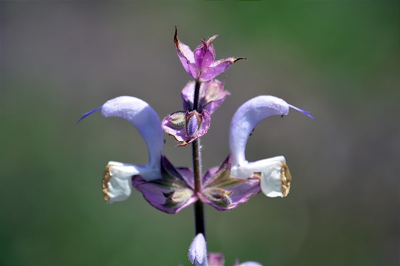 Image of Salvia sclarea specimen.