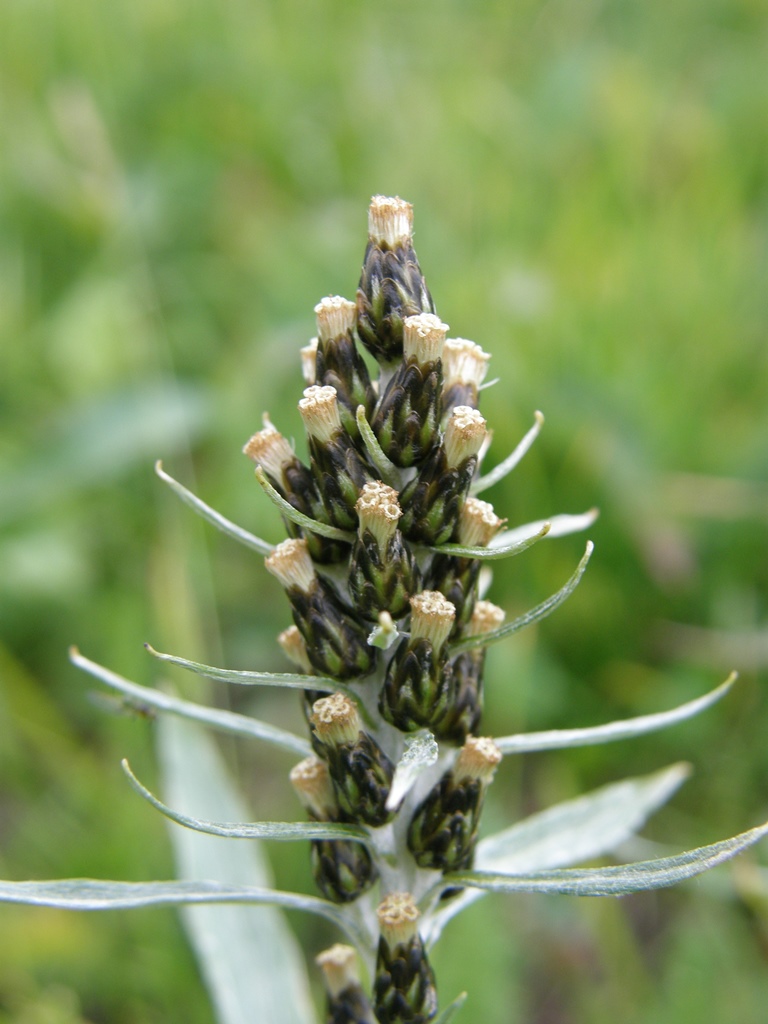 Image of Omalotheca norvegica specimen.
