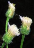 Erigeron acris