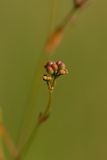 Galium triandrum. Соплодие. Татарстан, Новошешминский р-н, окр. села Татарское Утяшкино, остепнённый луг на увале. 4 июля 2016 г.