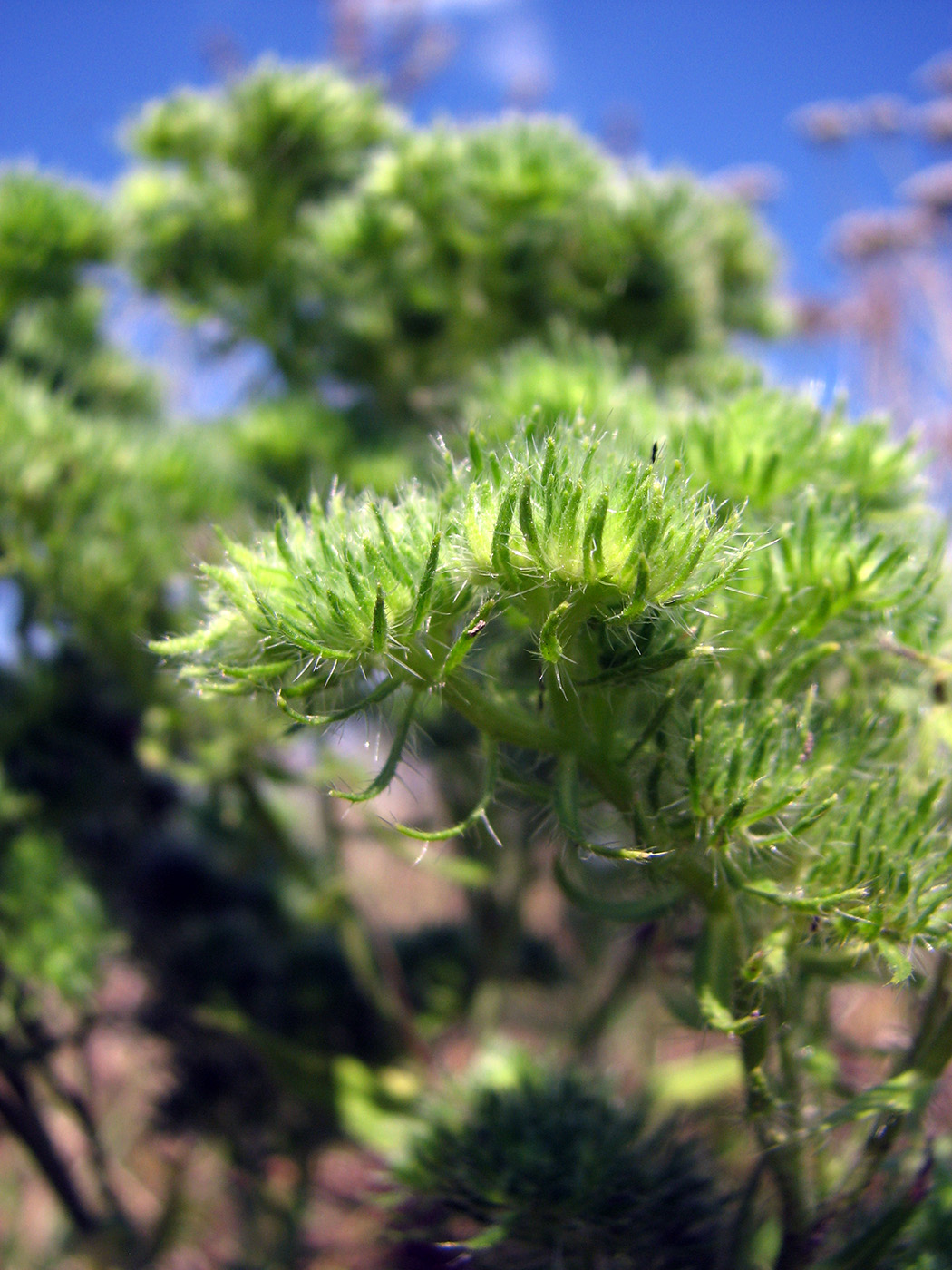 Image of Echium vulgare specimen.