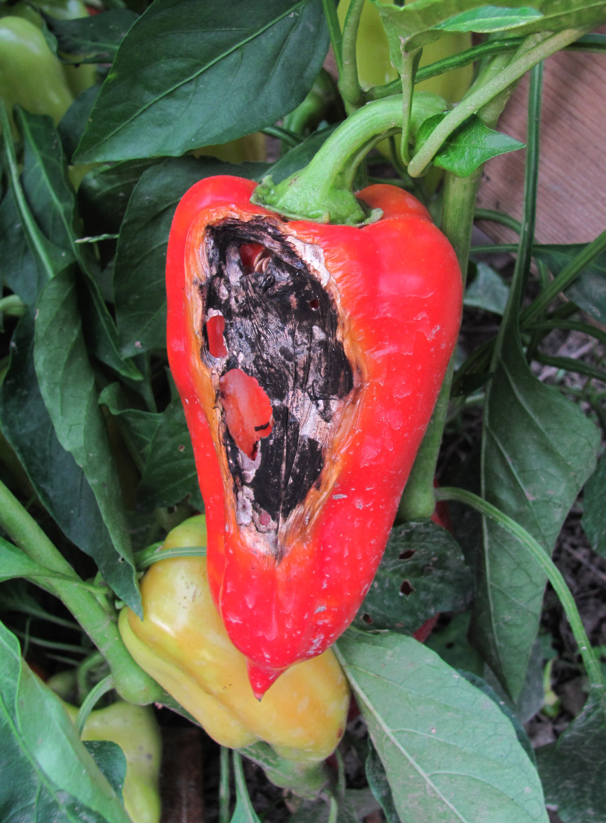 Изображение особи Capsicum annuum.