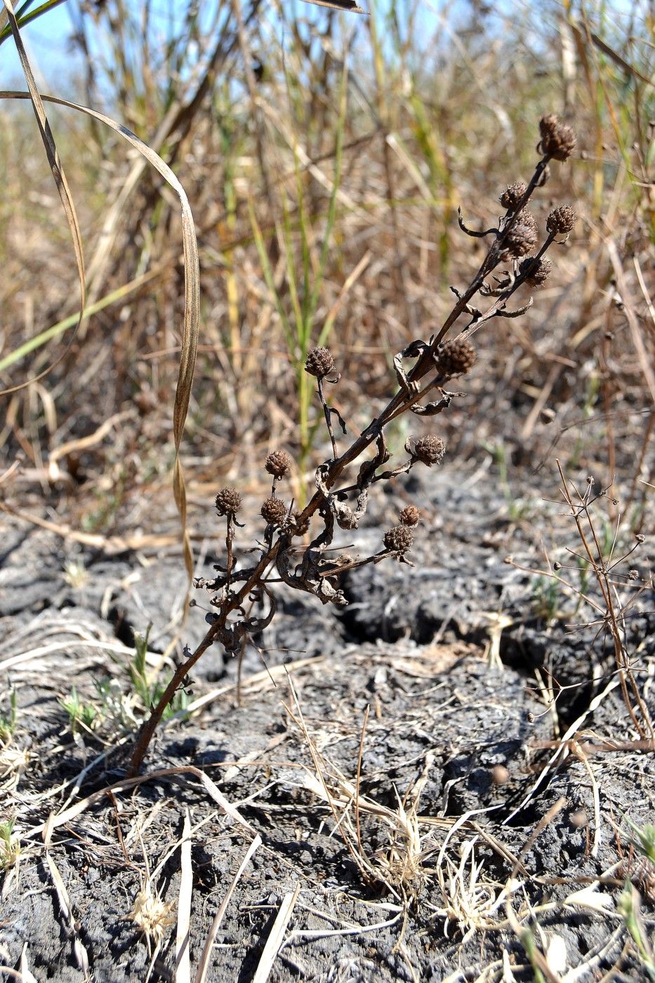 Изображение особи Sphaeranthus strobilifer.