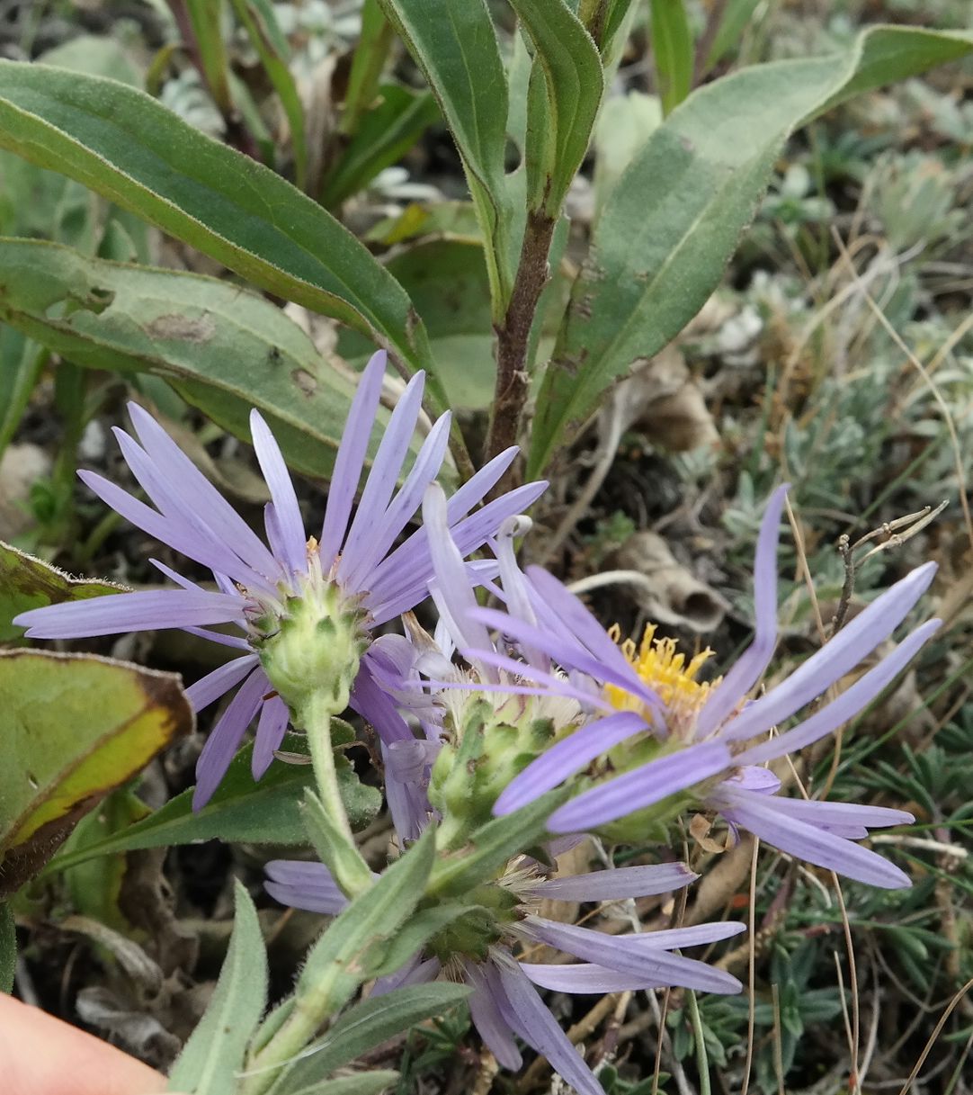 Изображение особи Aster bessarabicus.