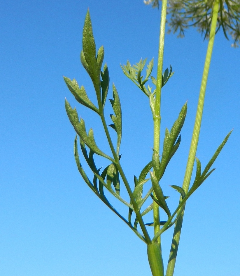 Изображение особи Daucus carota.