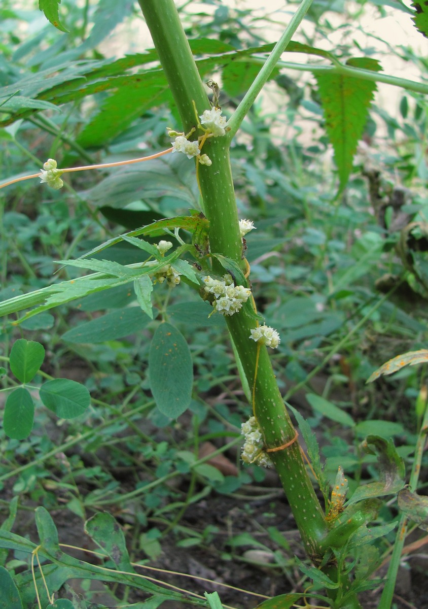 Изображение особи Cuscuta campestris.