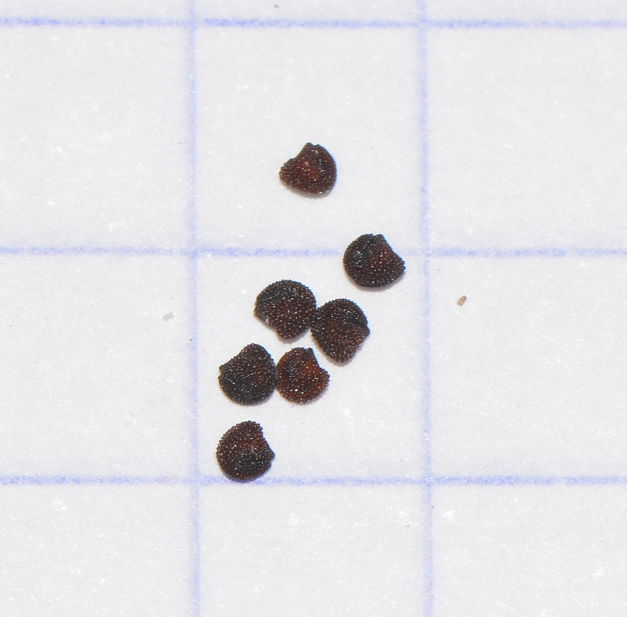 Image of Aptenia × vascosilvae individual.