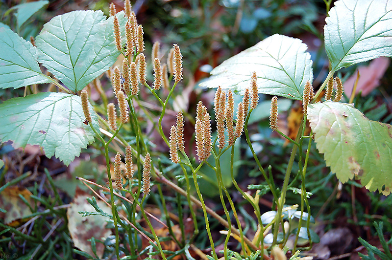 Изображение особи Diphasiastrum complanatum.