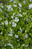 Veronica filiformis. Верхушки цветущих растений. Республика Алтай, Шебалинский р-н, с. Камлак, Горно-Алтайский ботанический сад (вероятно, самосев). 21.05.2016.