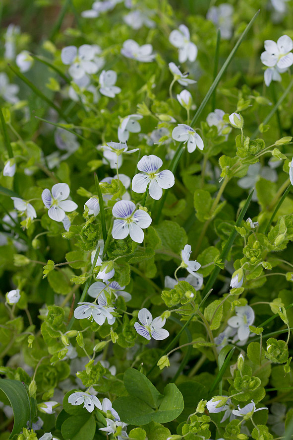 Изображение особи Veronica filiformis.