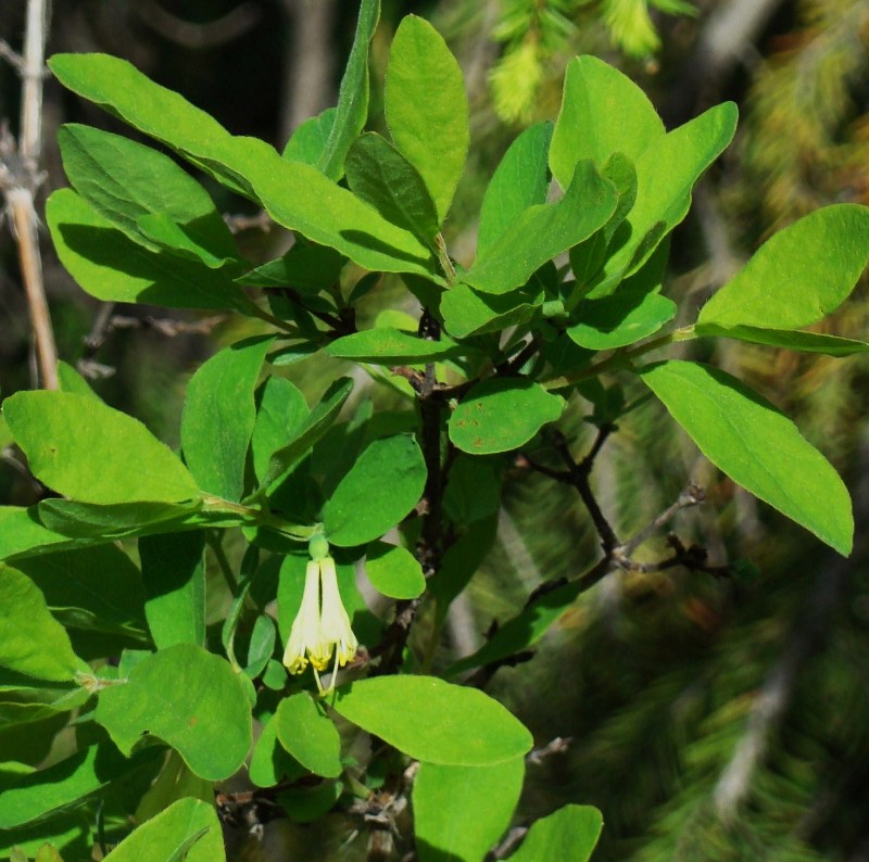 Image of Lonicera altaica specimen.