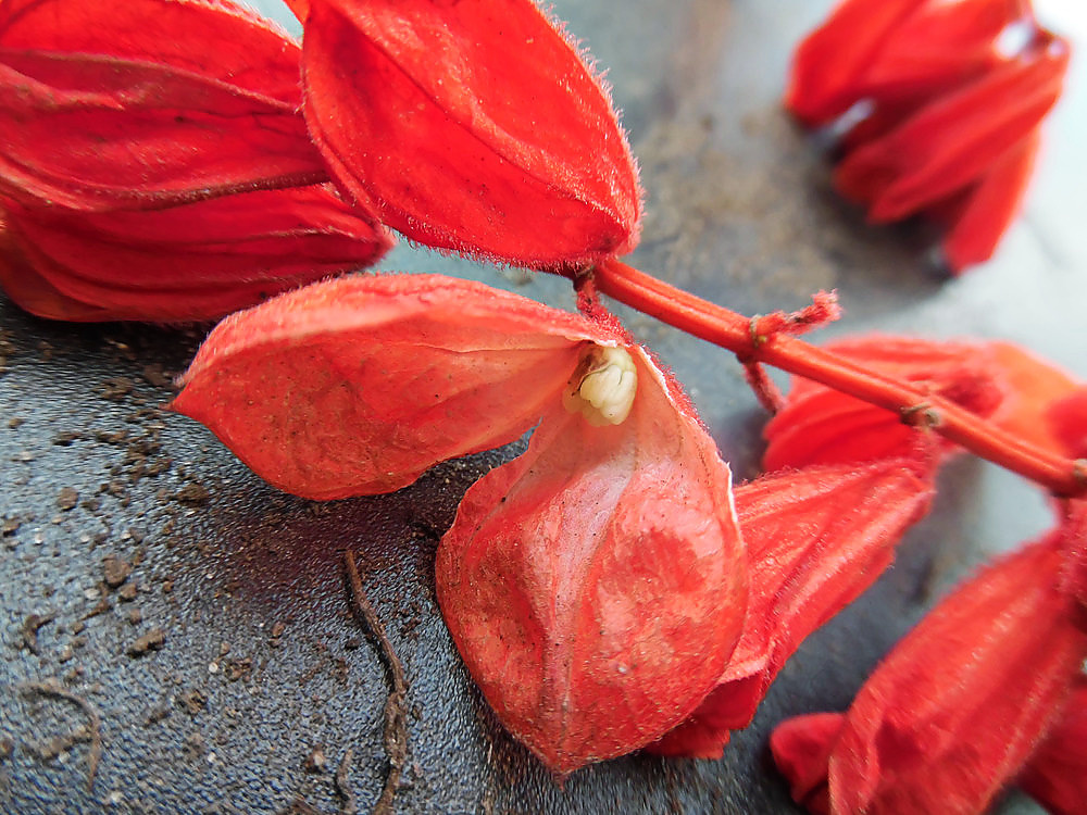 Image of Salvia splendens specimen.