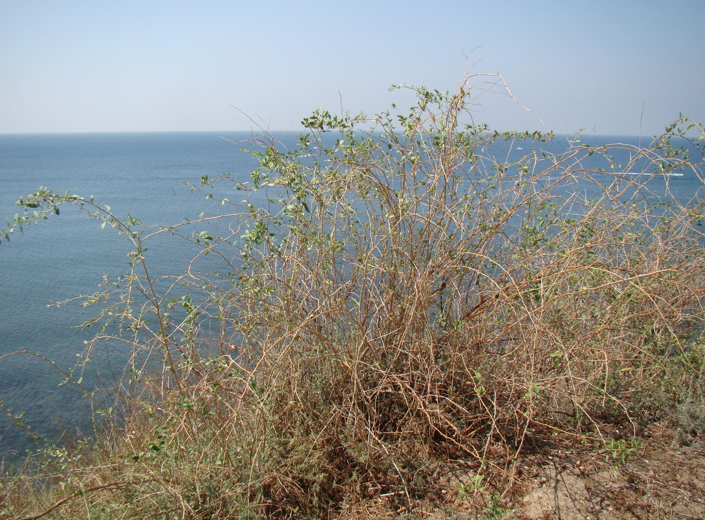 Image of Lycium barbarum specimen.