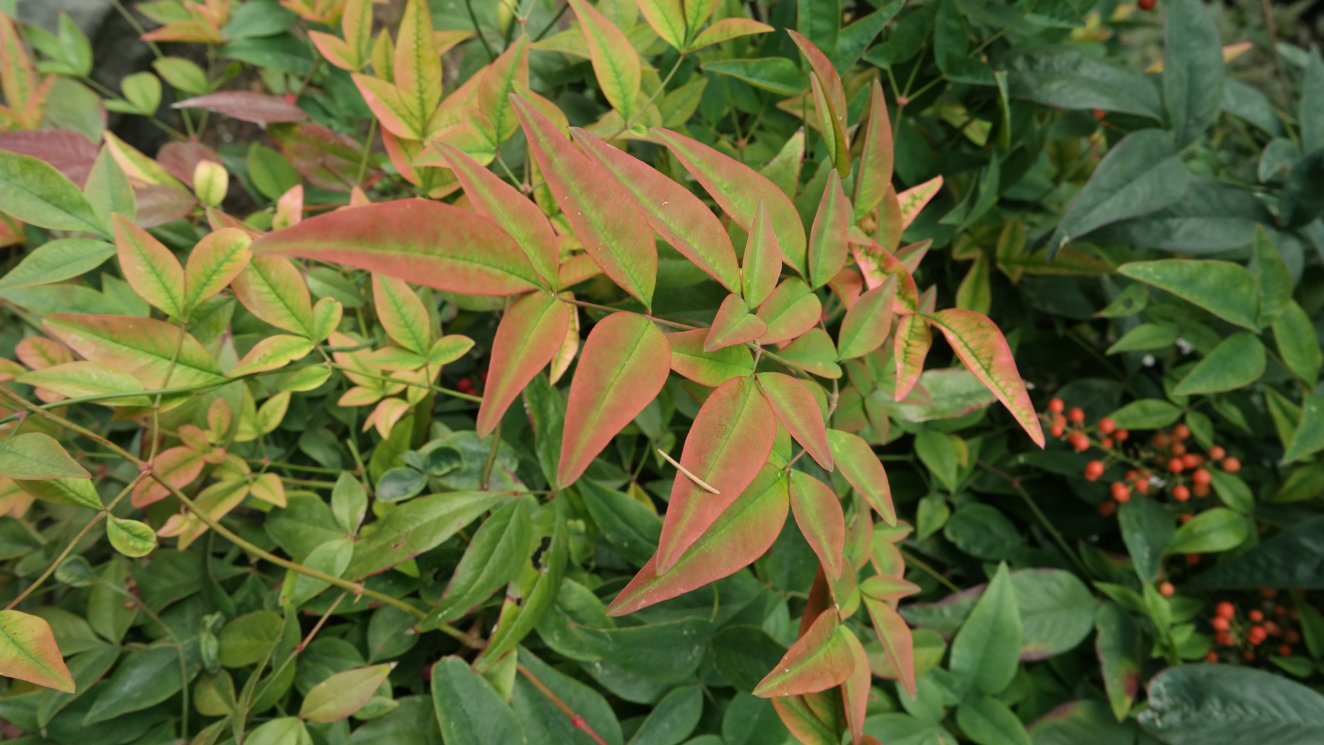 Изображение особи Nandina domestica.