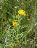 Inula britannica. Верхняя часть цветущего растения с кормящимся жуком. Волгоградская обл., Иловлинский р-н, пойма Дона, полынно-ситниковый солончаковатый луг. 21.06.2016.