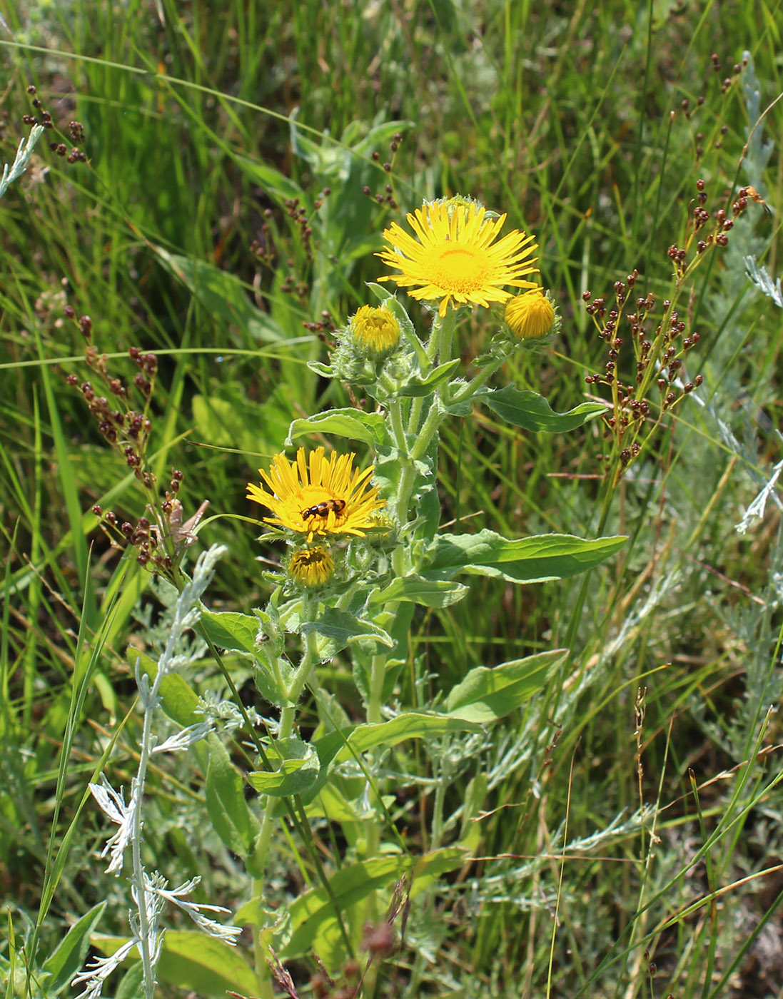 Изображение особи Inula britannica.