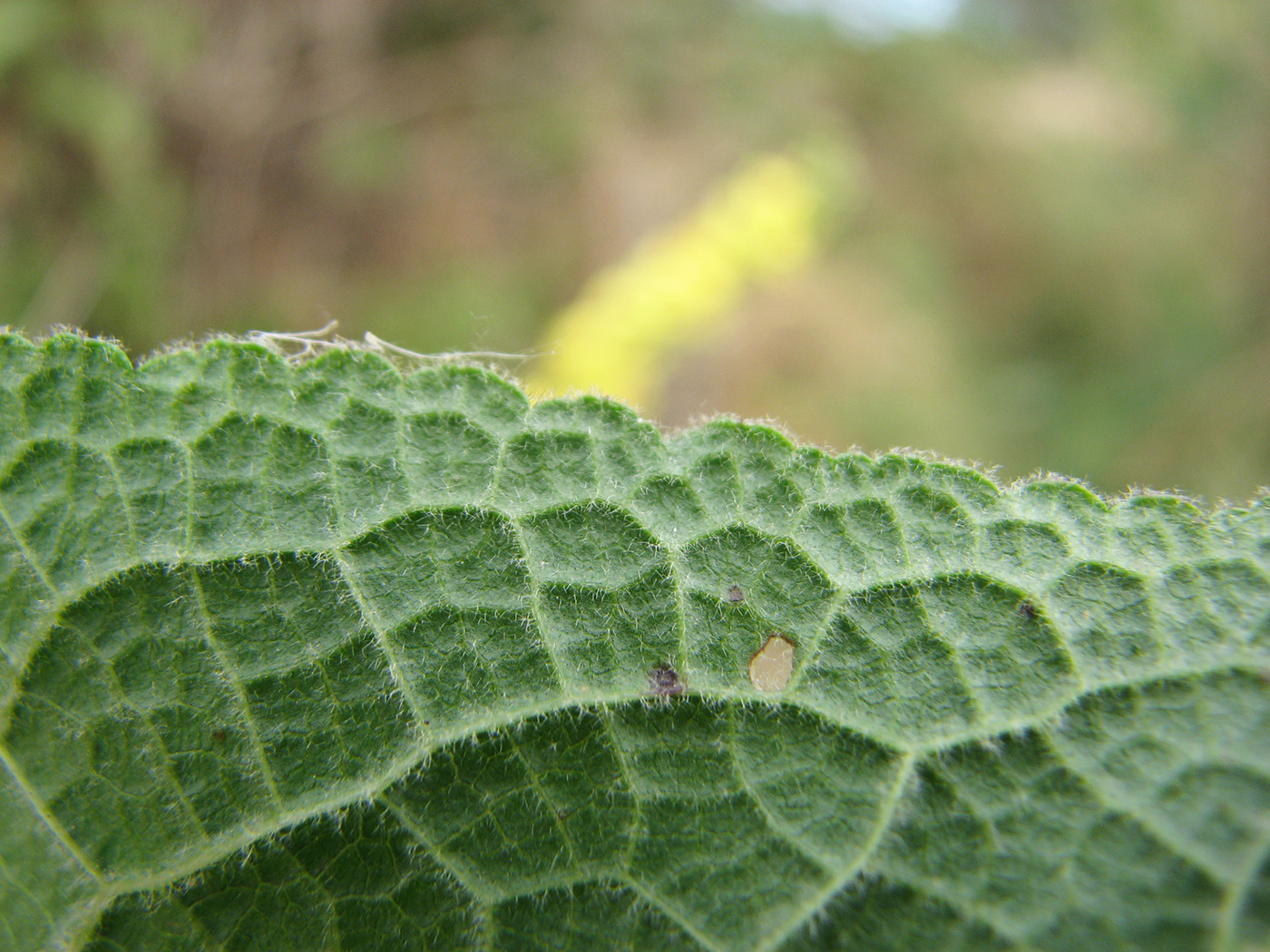 Изображение особи Verbascum nigrum.