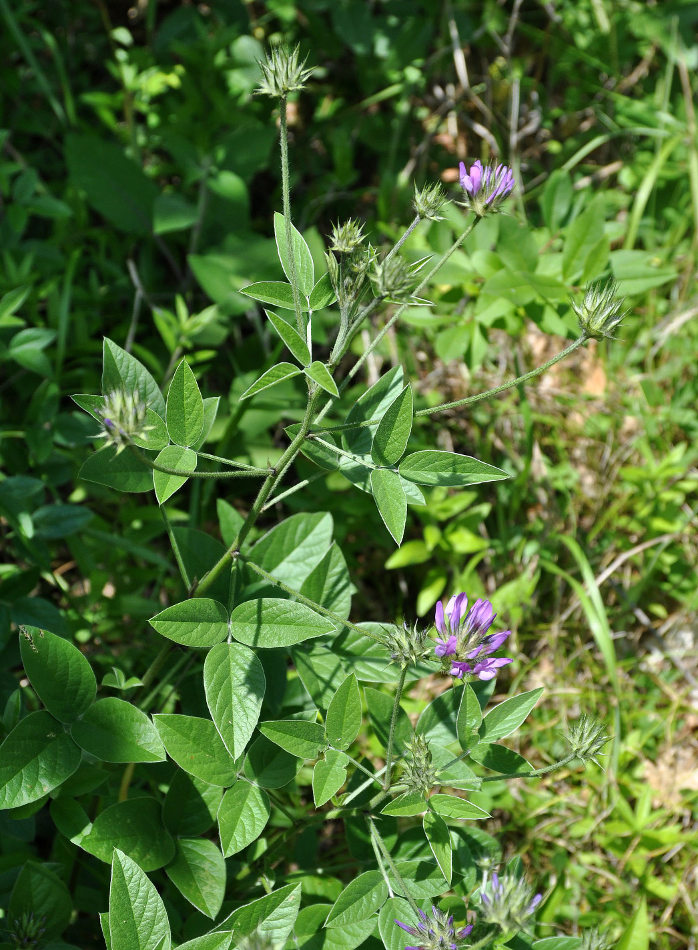 Image of Psoralea bituminosa ssp. pontica specimen.