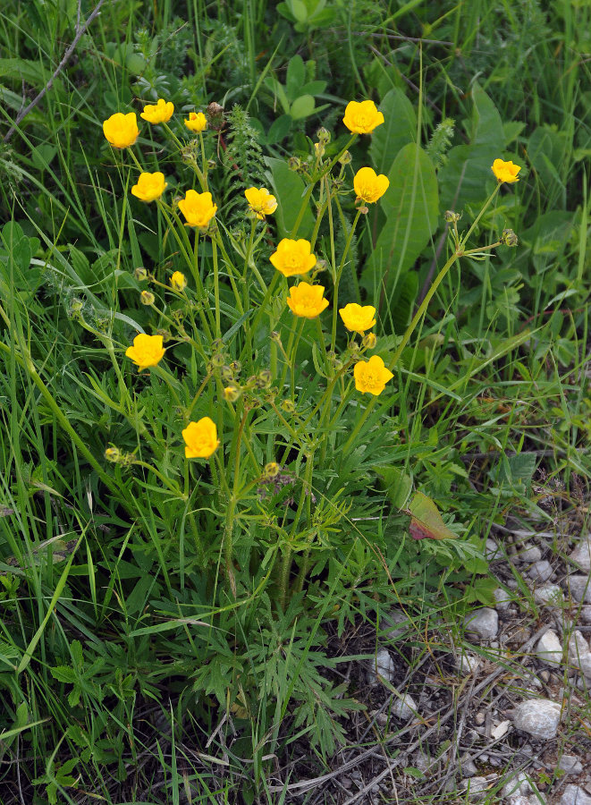 Image of Ranunculus polyanthemos specimen.