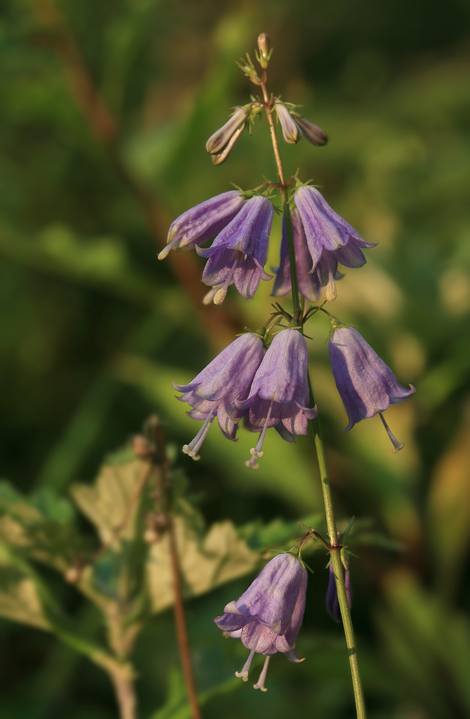 Изображение особи Adenophora triphylla.