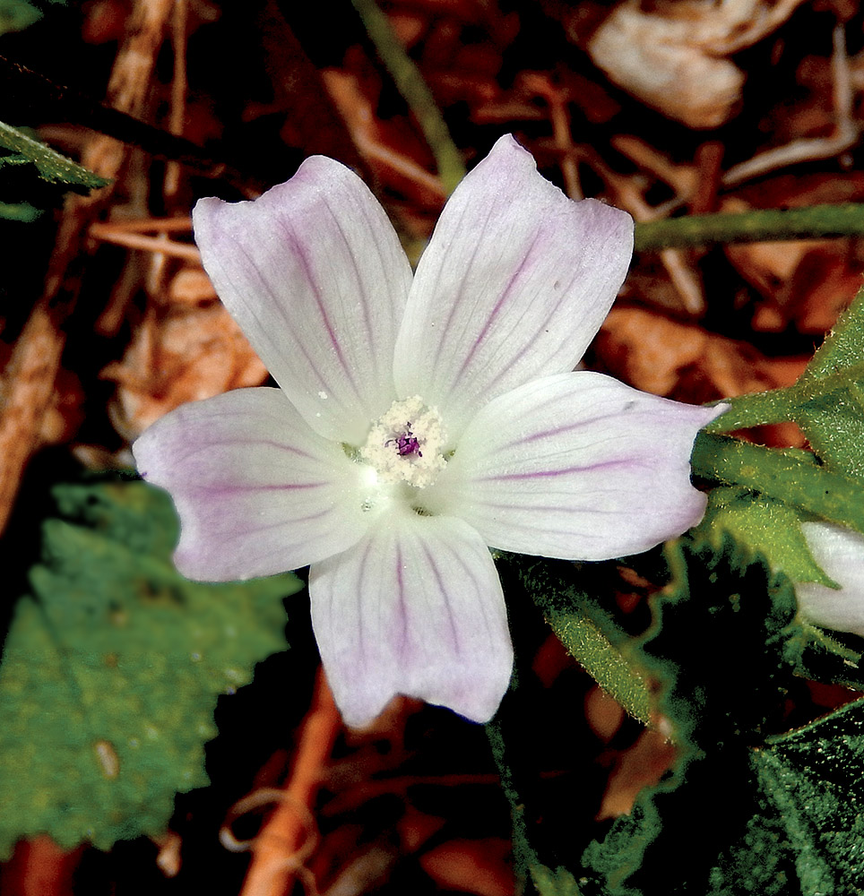 Image of Malva neglecta specimen.