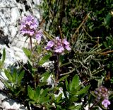 Thymus elenevskyi