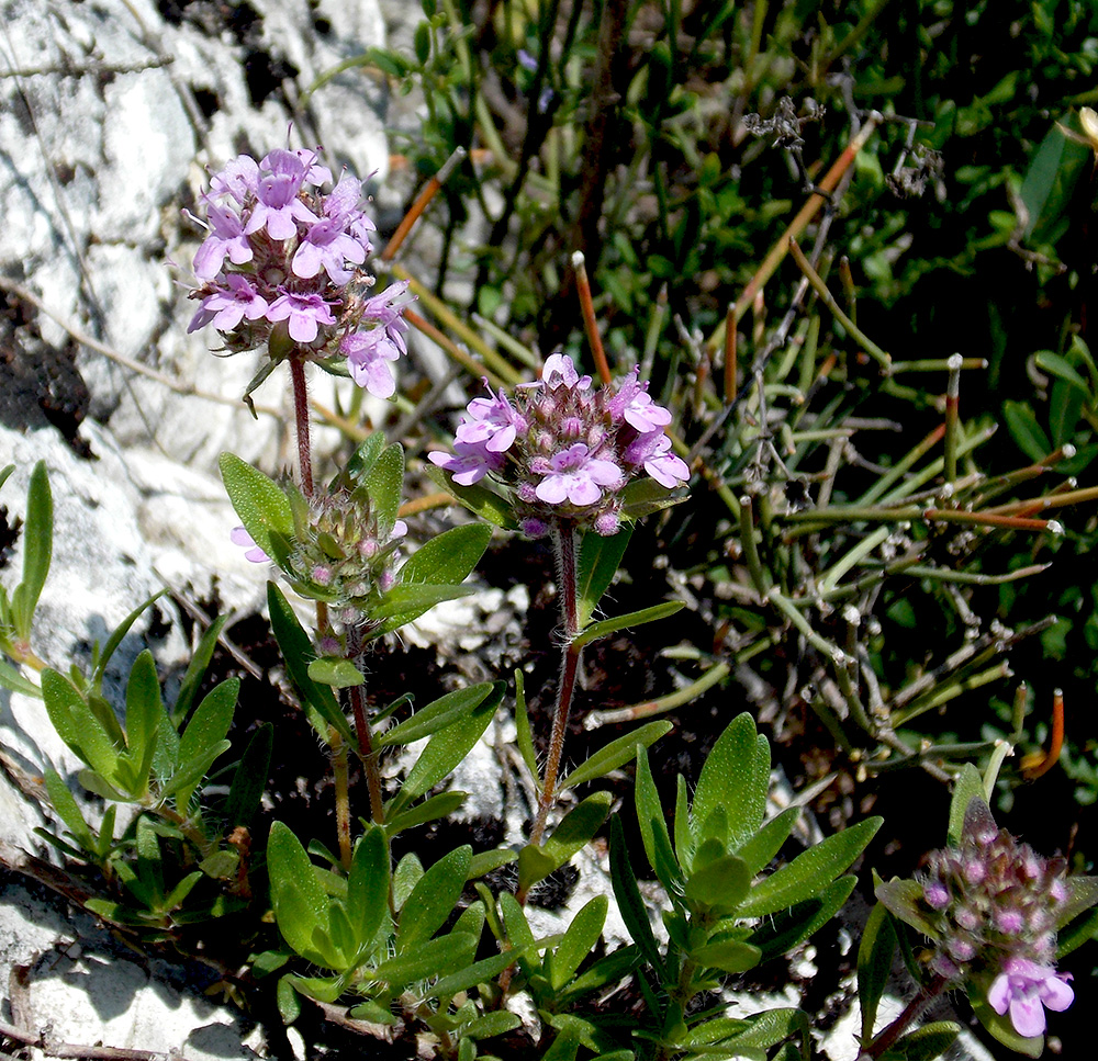 Изображение особи Thymus elenevskyi.