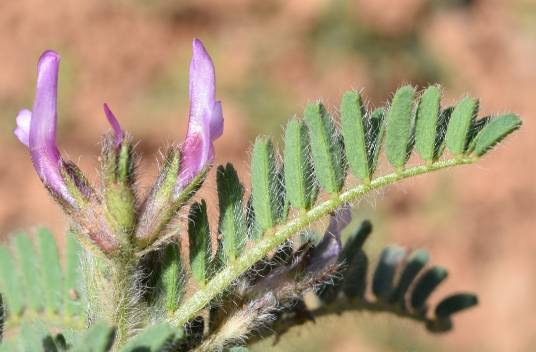 Image of Astragalus camptoceras specimen.