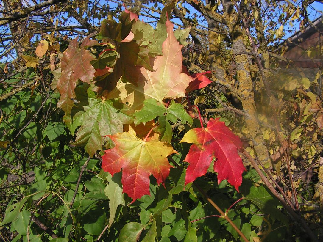 Image of Acer platanoides specimen.