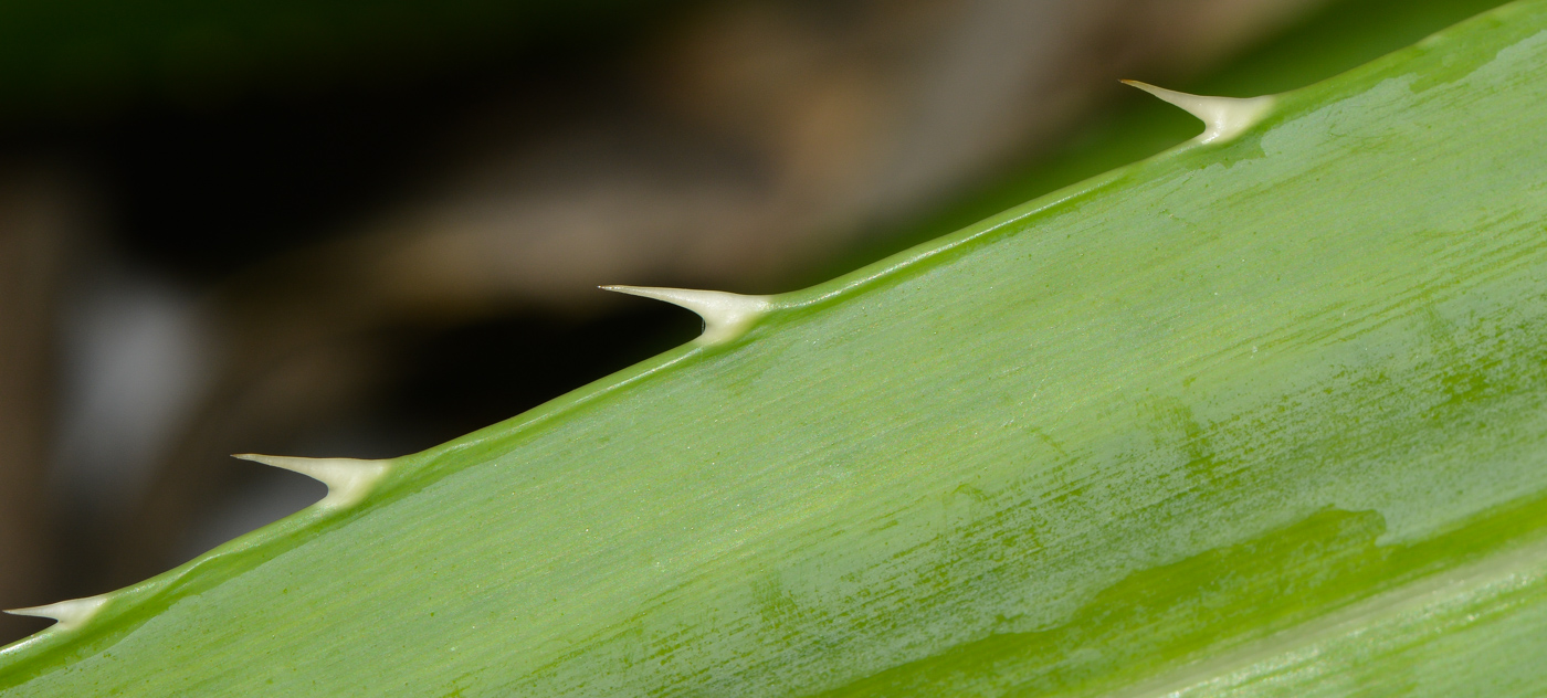 Изображение особи Pandanus tectorius.