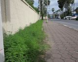 Phyllanthus amarus. Заросли цветущих и плодоносящих растений вдоль тротуара. Таиланд, о-в Пхукет, курорт Ката. 10.01.2017.