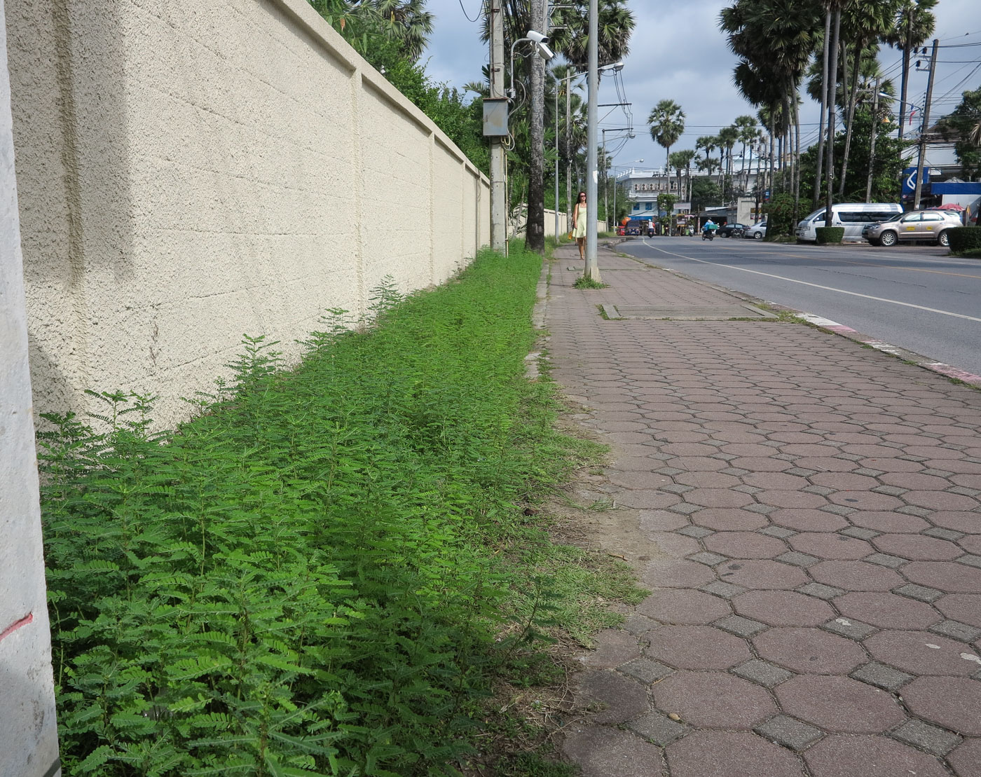 Image of Phyllanthus amarus specimen.