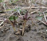 Cardaria draba. Молодые побеги. Краснодарский край, Абинский р-н, ст-ца Холмская, огород. 25.02.2017.