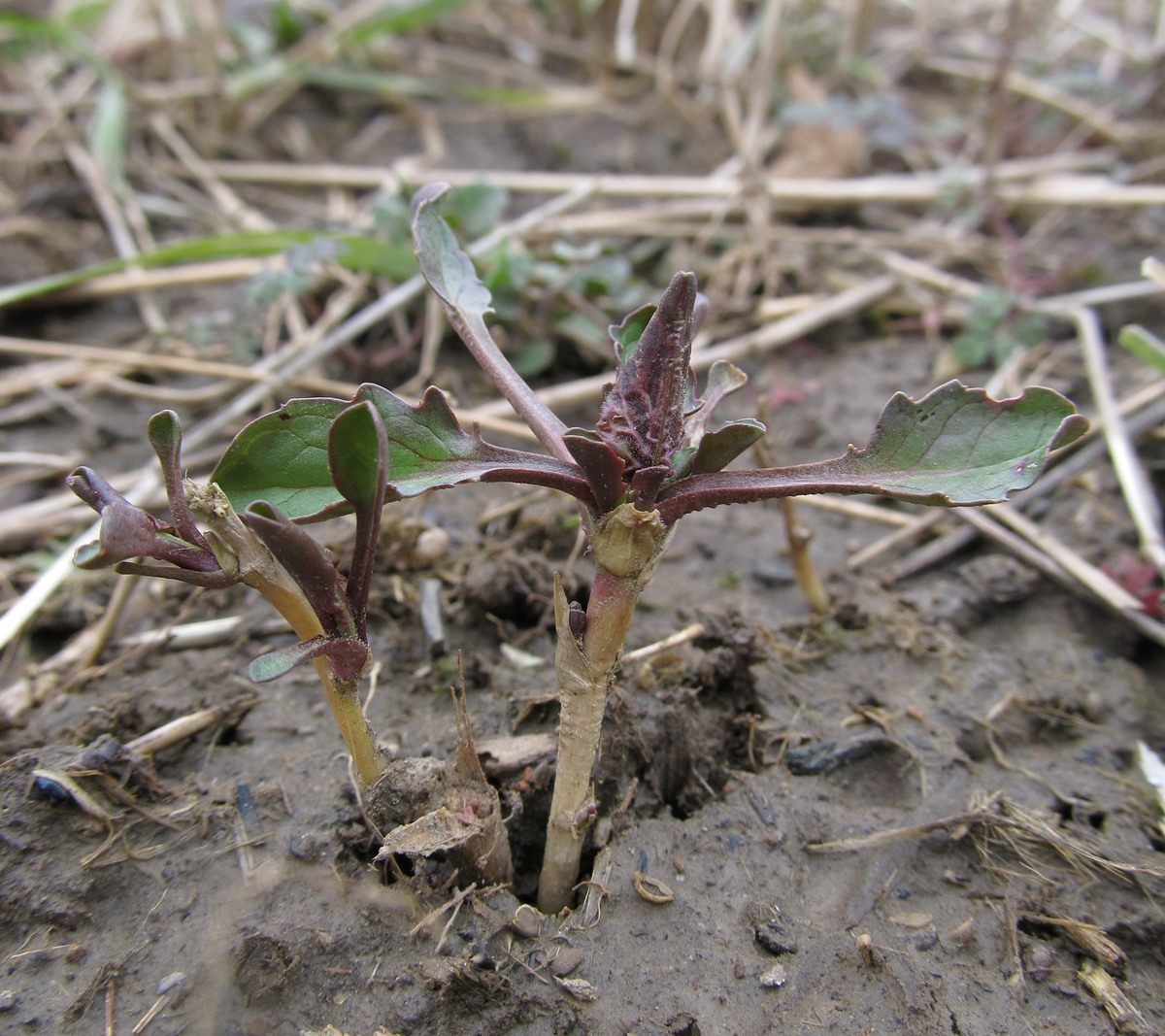 Image of Cardaria draba specimen.