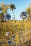 Echinops biebersteinii