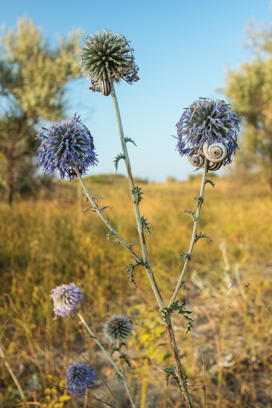 Image of Echinops biebersteinii specimen.