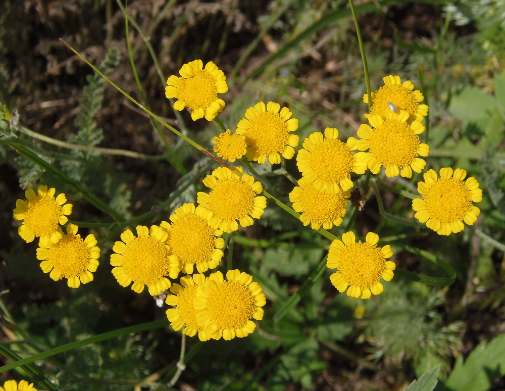 Image of Tanacetum millefolium specimen.