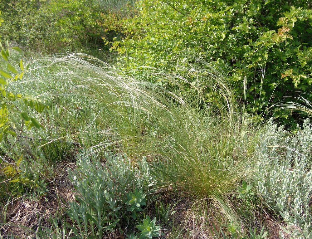 Image of Stipa dasyphylla specimen.