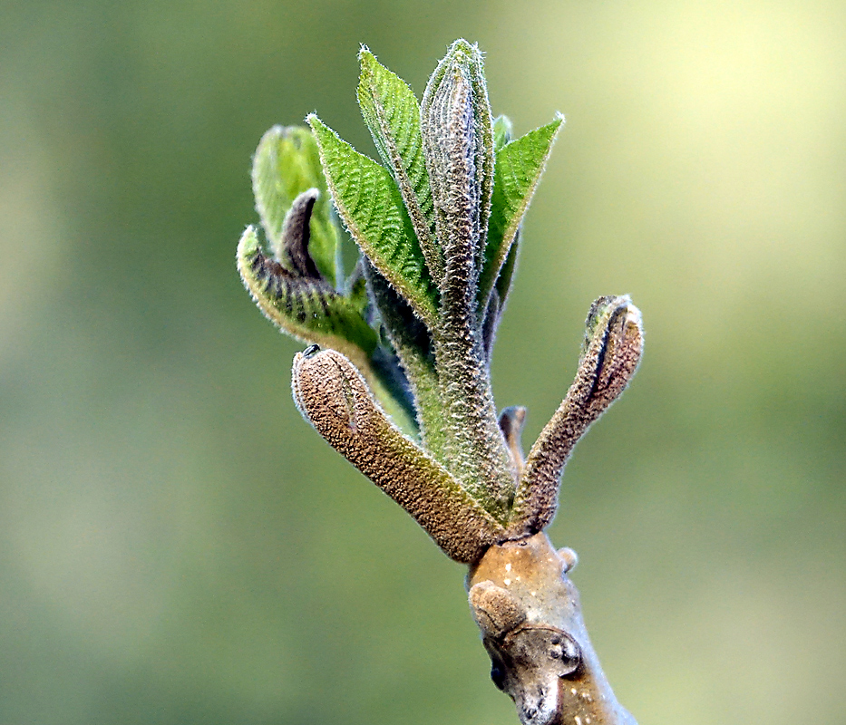 Изображение особи Aesculus hippocastanum.