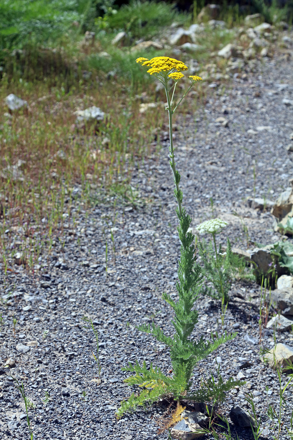 Изображение особи Handelia trichophylla.