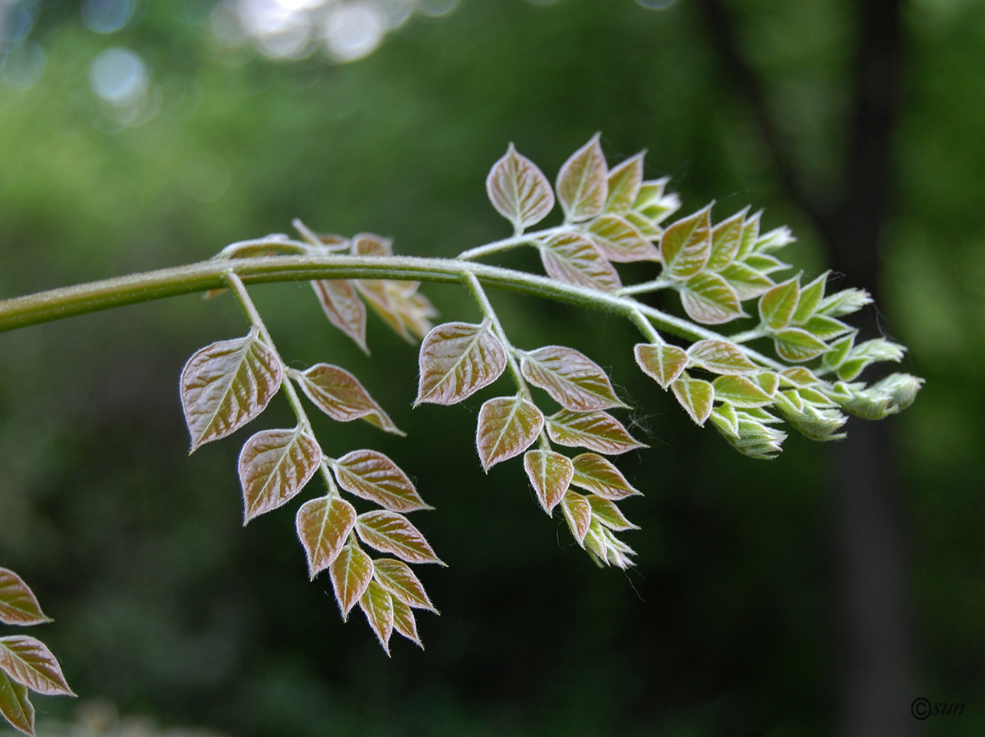 Изображение особи Gymnocladus dioicus.