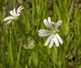 Stellaria holostea. Цветок и завязавшийся плод. Башкортостан, долина р. Юрюзань ниже г. Усть-Катав, вершина Жеребчикова утеса, луг. 11 июня 2017 г.