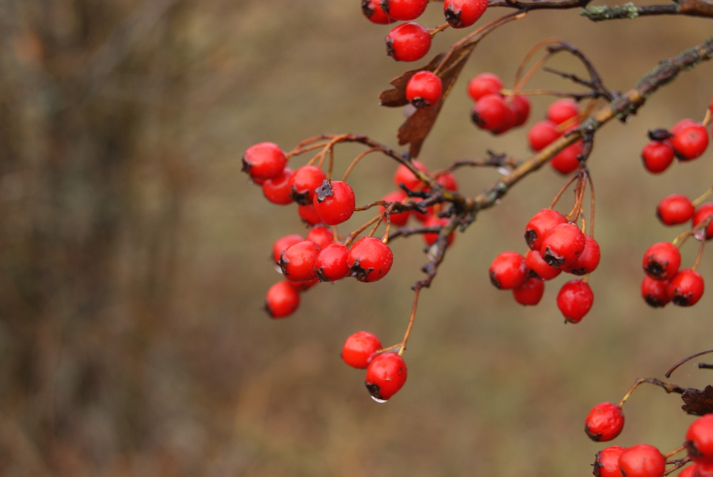 Image of Crataegus rhipidophylla specimen.